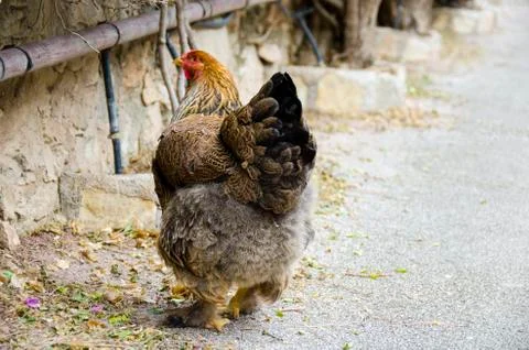 Chicken from behind view Stock Photos