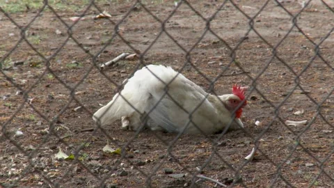 Chicken Behind Wire Fence 스톡 동영상 191663472