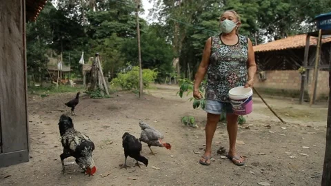 Chicken being feed by old lady Stock Footage 153097833