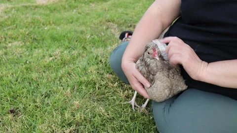 A chicken being pet Stock Footage 234694611