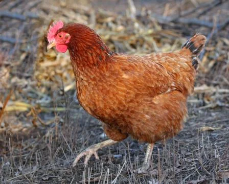 Chicken in the bio farm Stock Photos