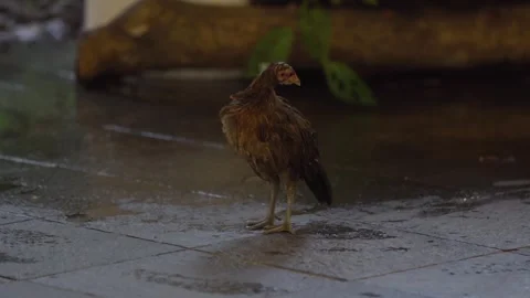Chicken at bird park Stock Footage 266657680