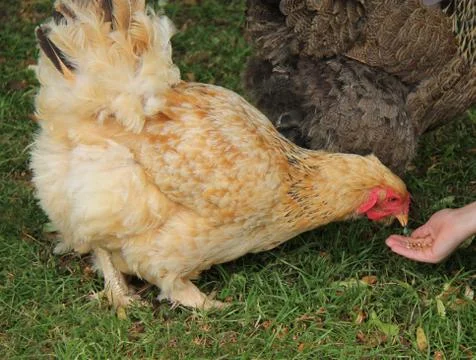 Chicken Bird. Stock Photos