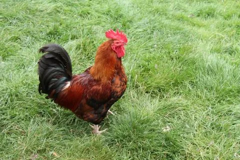 Chicken Bird. Stock Photos