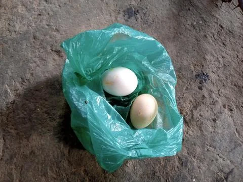 Chicken bird two eggs Stock Photos