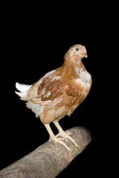 	Chicken on a black background Stock Photos