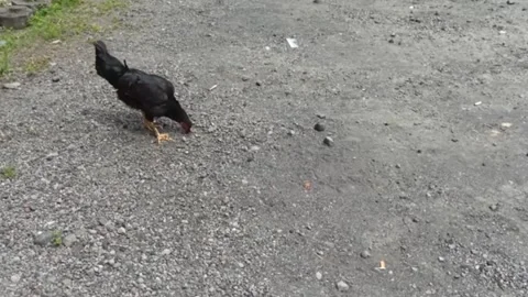 A chicken with black feather color eats tiny little pebbles Stock Footage 271326758