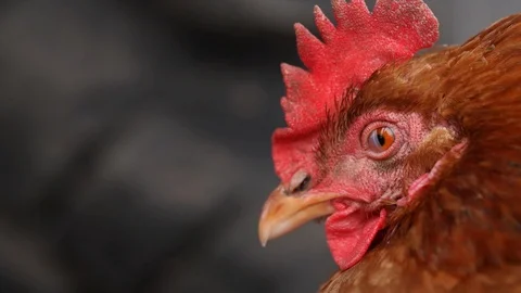 Chicken blinking in 400 fps slow motion, very close shot, stockvideo Stock Footage 87863788