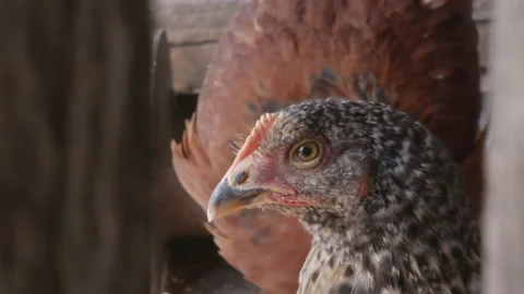 Chicken blinking at camera in closeup portrait Видео 347044772