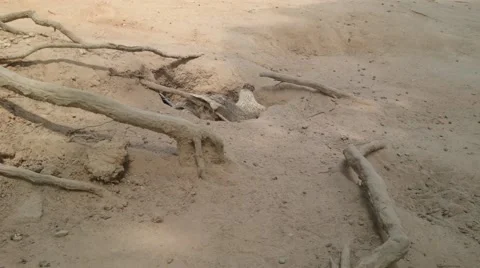 Chicken Borrowed in a Holee Stock Footage 66427401