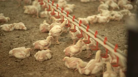 Chicken breeding, chicks. Stock Footage 203882683