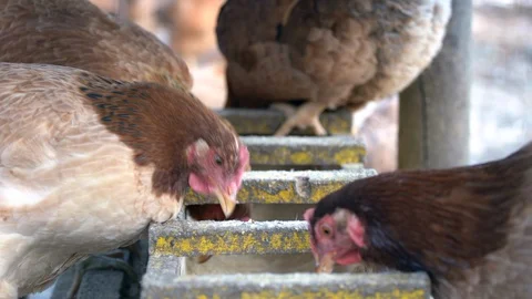 Chicken breeding Stock Footage 118772299