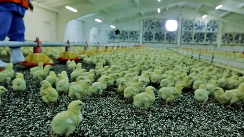 Chicken broilers in poultry farm Stock-Footage 79890391