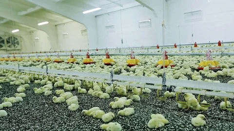 Chicken broilers in poultry farm Stock-Footage 79890704