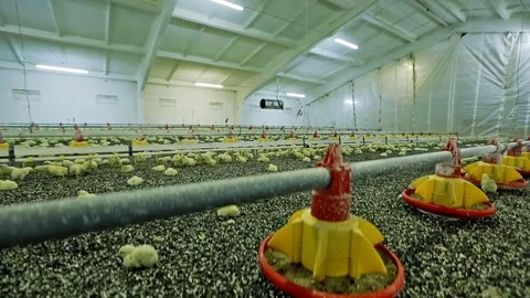 Chicken broilers in poultry farm Stock-Footage 79891236