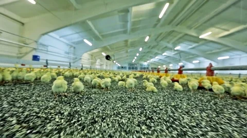 Chicken broilers in poultry farm Stock Footage 80233717