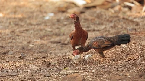 Chicken brooding hen and chicks in a farm Stock Footage 76507629
