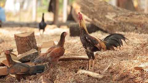 Chicken brooding hen and chicks in a farm Video stock 76507727