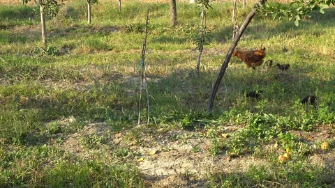 Chicken Brooding Hen And Chicks In A Farm Stock Footage 96713297
