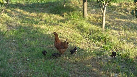 Chicken Brooding Hen And Chicks In A Far... | Stock Video | Pond5