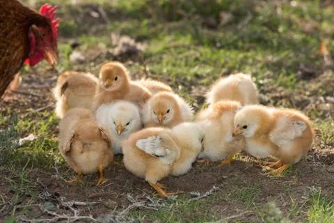 Chicken brooding hen and chicks in a farm Stock Photos