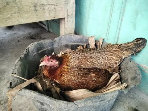 The chicken is brooding Stock Photos