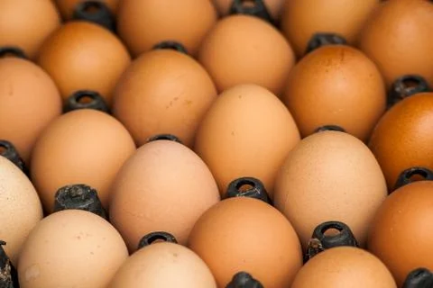 Chicken brown egg closeup Stock Photos