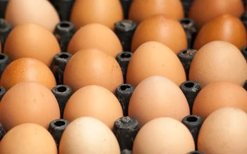 Chicken brown egg closeup Foto stock