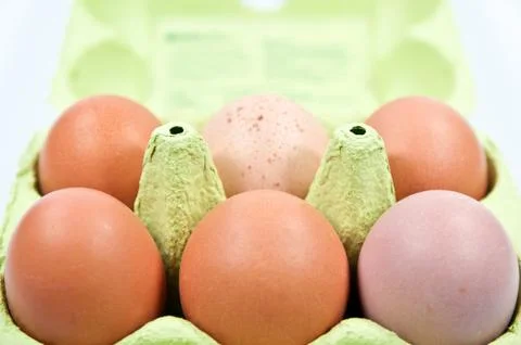 Chicken brown egg Stock Photos