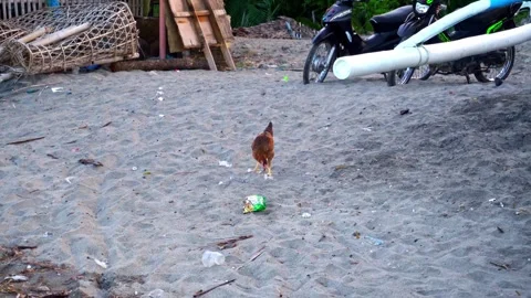 Chicken with brown feather walking on beach with sand, digging with claws and Stock Footage 274364577