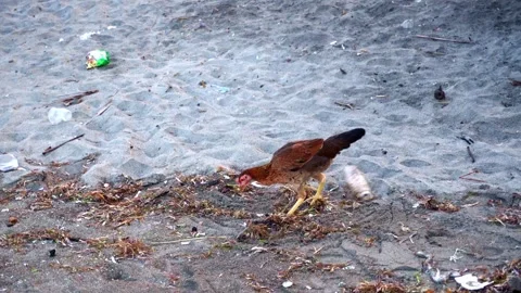 Chicken with brown feather walking on beach with sand, digging with claws and Stock Footage 274364600