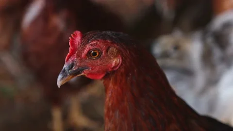 Chicken with brown feathers close-up on the farm. Adult poultry indoors. Stock Footage 157309730