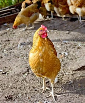 Chicken brown in paddock on ground Stock Photos