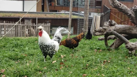 Chicken b&amp;w Stock Footage 122258073