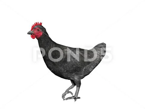 Chicken is cackling and tripping in the yard Illustration #140434960