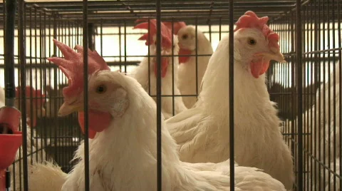 Chicken in cage 06 Stock Footage 356102