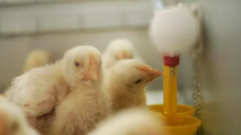 The chicken in the cage comes to the drinker and drinks, chicken farm, close up Stock Footage 128663821