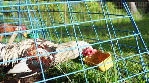 Chicken in the cage is eating Stock Footage 320334520