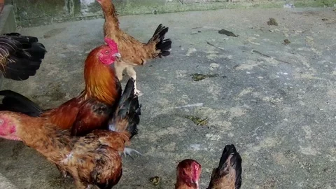 Chicken in cage Stock Footage 167797998