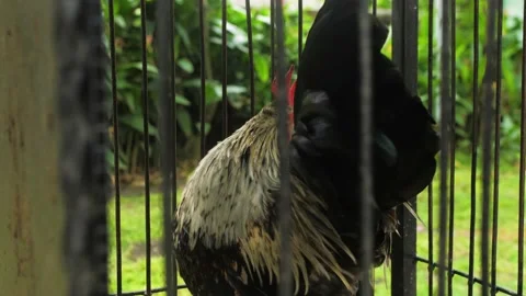 A chicken in a cage Stock Footage 197934348