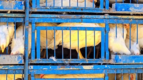 Chicken in Cage Stock Footage 277175064