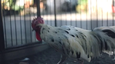 Chicken in a Cage - Indonesia Stock Footage 81937026