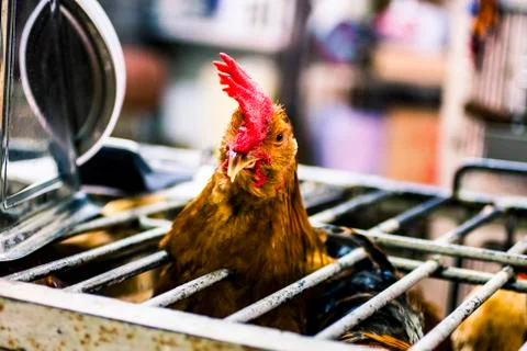Chicken in a cage Stock Photos