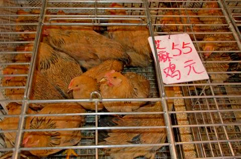 Chicken in cage Stock Photos