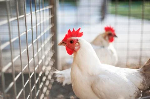 Chicken in a cage 스톡 사진