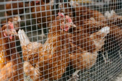 Chicken in cage. Stock Photos