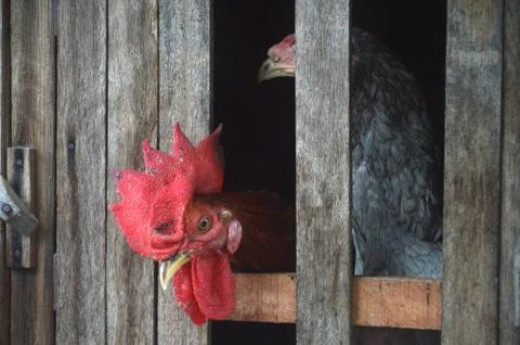 Chicken in a cage Stock Photos