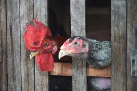 Chicken in a cage 스톡 사진