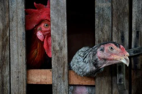 Chicken in a cage 写真素材