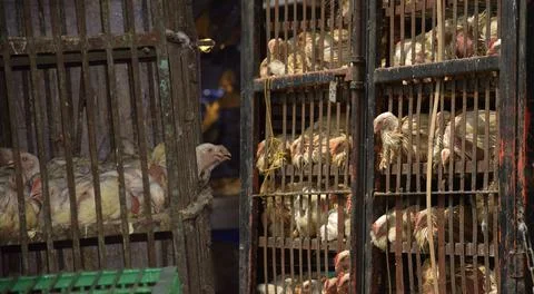 Chicken in Cage Foto stock